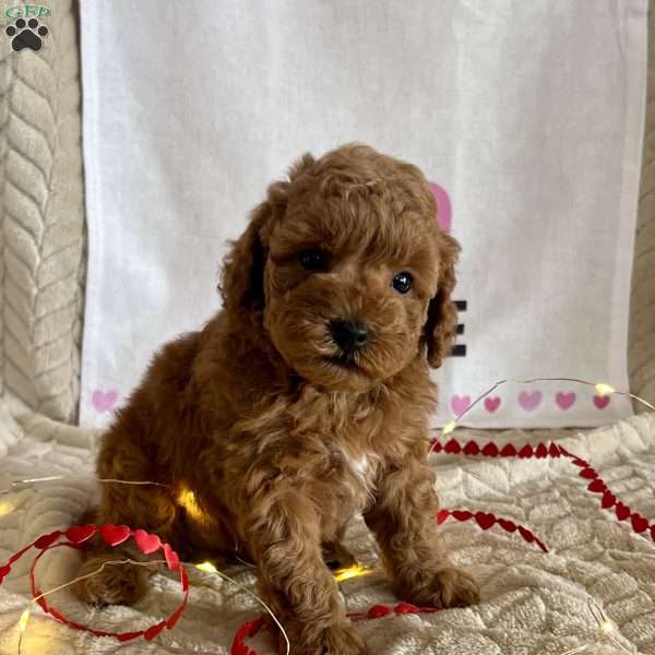 Casper, Miniature Poodle Puppy