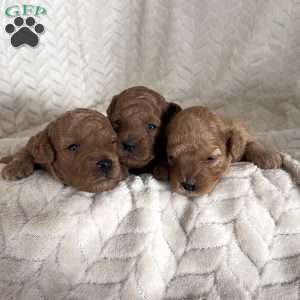 Clark, Miniature Poodle Puppy