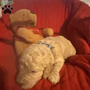 Dark Blue, Goldendoodle Puppy