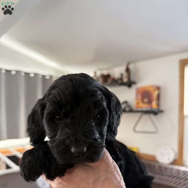 Light Green, Goldendoodle Puppy