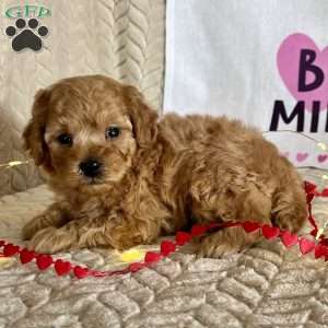Clark, Miniature Poodle Puppy