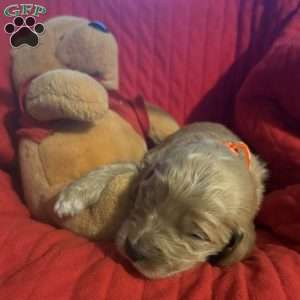 Orange, Goldendoodle Puppy