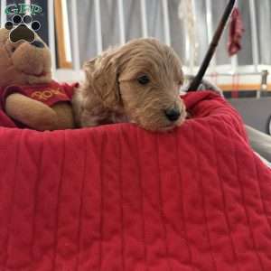 Orange, Goldendoodle Puppy
