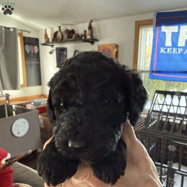 White, Goldendoodle Puppy