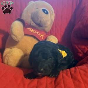 Yellow, Goldendoodle Puppy