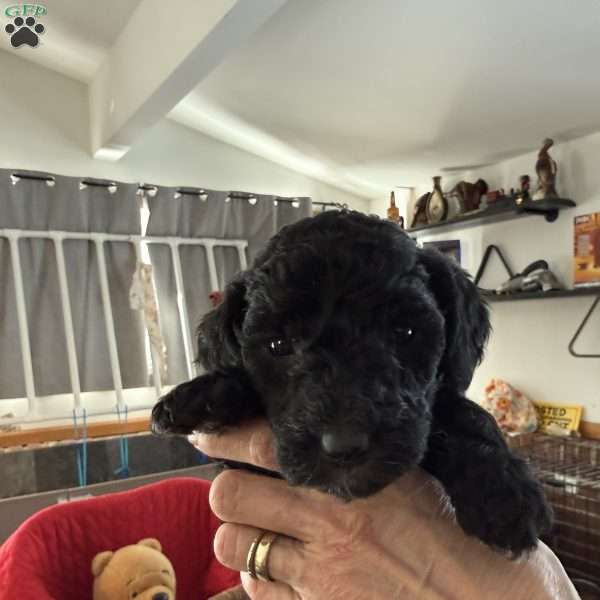 Yellow, Goldendoodle Puppy
