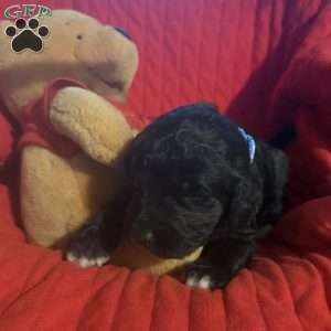 Light Blue, Goldendoodle Puppy