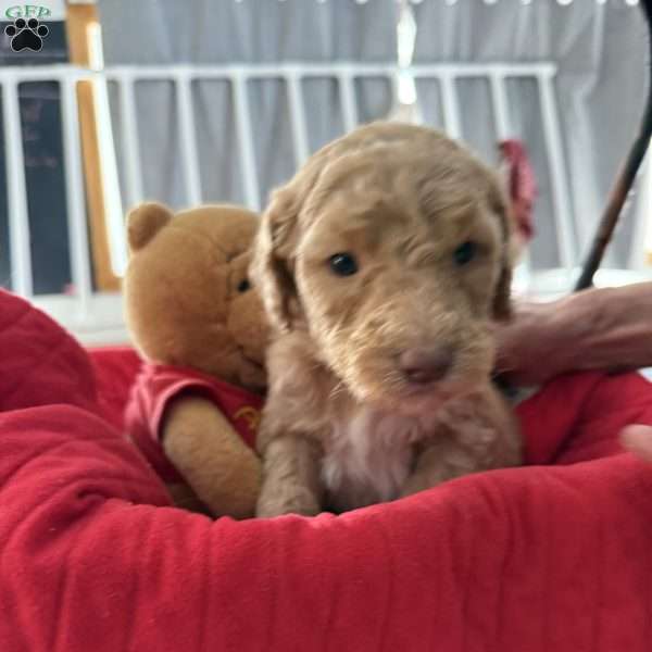 Pink, Goldendoodle Puppy