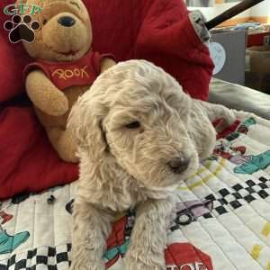 Dark Blue, Goldendoodle Puppy