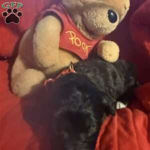 Red, Goldendoodle Puppy