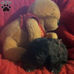 Red, Goldendoodle Puppy