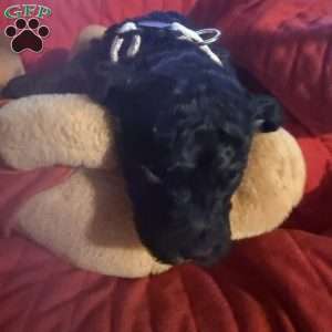 White, Goldendoodle Puppy