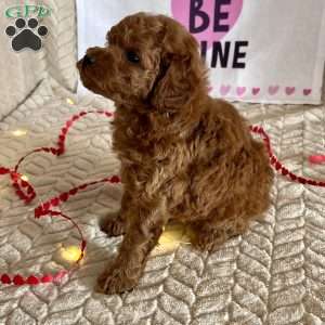 Cody, Miniature Poodle Puppy