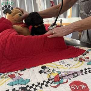 Yellow, Goldendoodle Puppy