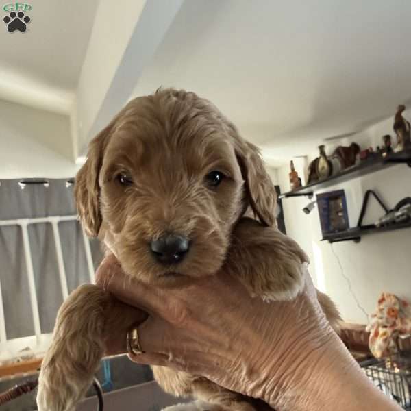 Orange, Goldendoodle Puppy