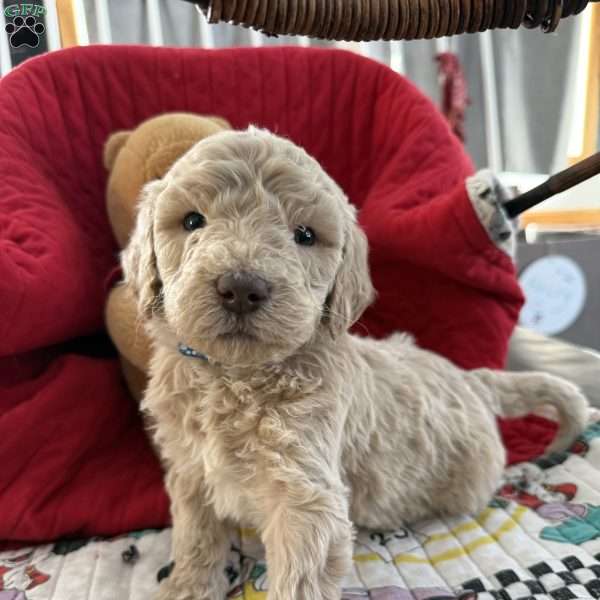 Dark Blue, Goldendoodle Puppy