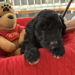 Light Blue, Goldendoodle Puppy