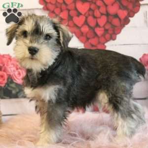 Titus, Miniature Schnauzer Puppy