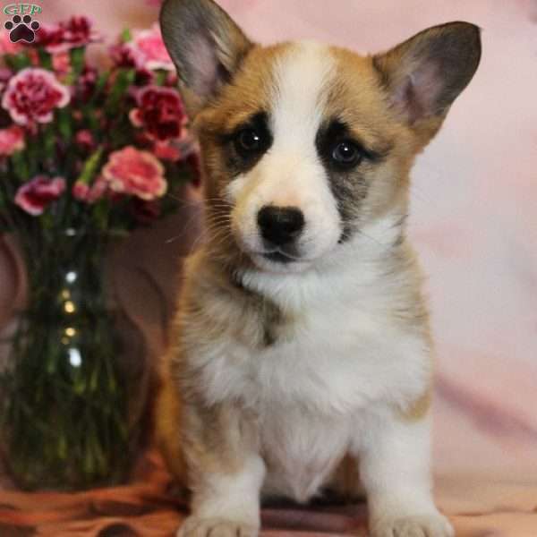 Tinsel, Pembroke Welsh Corgi Puppy