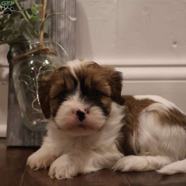 Vincent, Cava-Tzu Puppy