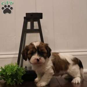 Vincent, Cava-Tzu Puppy