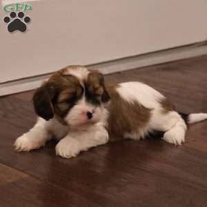 Vincent, Cava-Tzu Puppy
