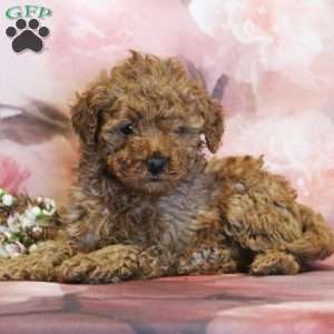 Winnie, Toy Poodle Puppy