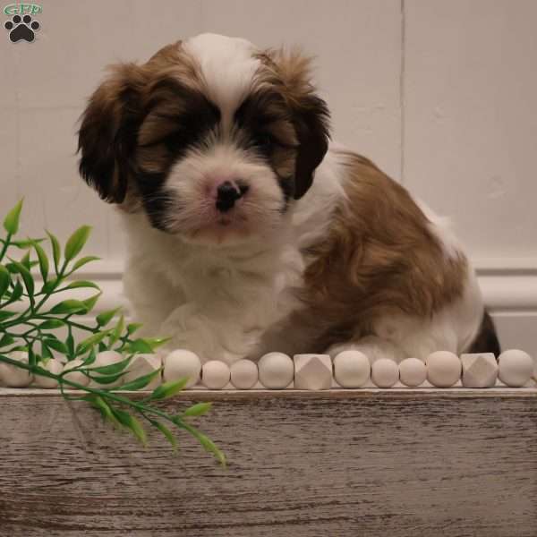 Winston, Cava-Tzu Puppy