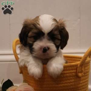 Winston, Cava-Tzu Puppy