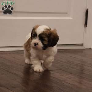 Winston, Cava-Tzu Puppy