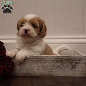 Zoey, Cava-Tzu Puppy