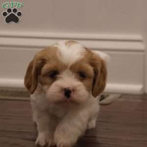 Zoey, Cava-Tzu Puppy