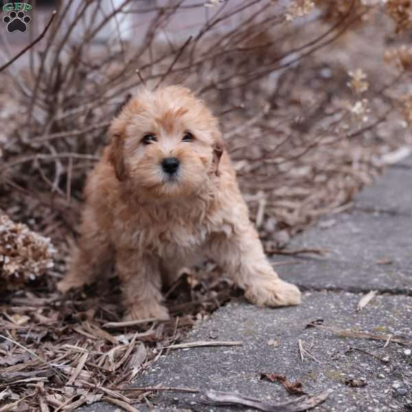 Kelly, Mini Whoodle Puppy