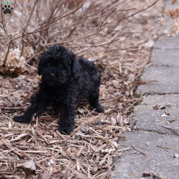 Kacia, Mini Whoodle Puppy