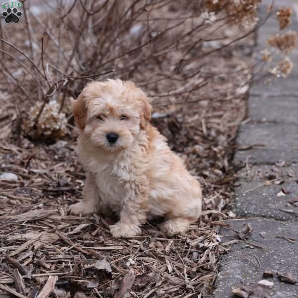 Kirk, Mini Whoodle Puppy