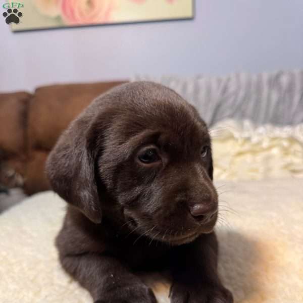 Mia, Chocolate Labrador Retriever Puppy