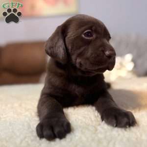 Mia, Chocolate Labrador Retriever Puppy