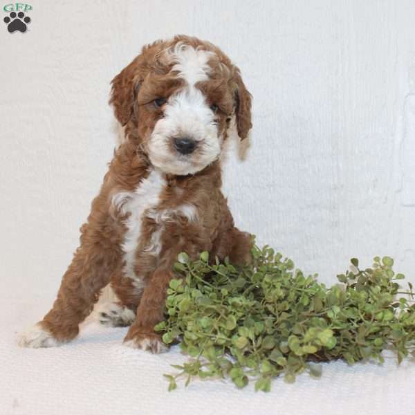 Andy, Miniature Poodle Puppy