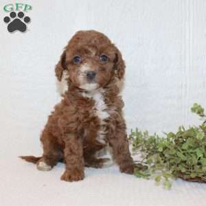 Amy, Miniature Poodle Puppy
