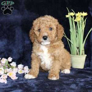 Dickie, Mini Goldendoodle Puppy
