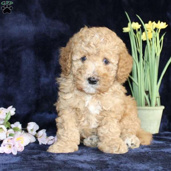 Donald, Mini Goldendoodle Puppy