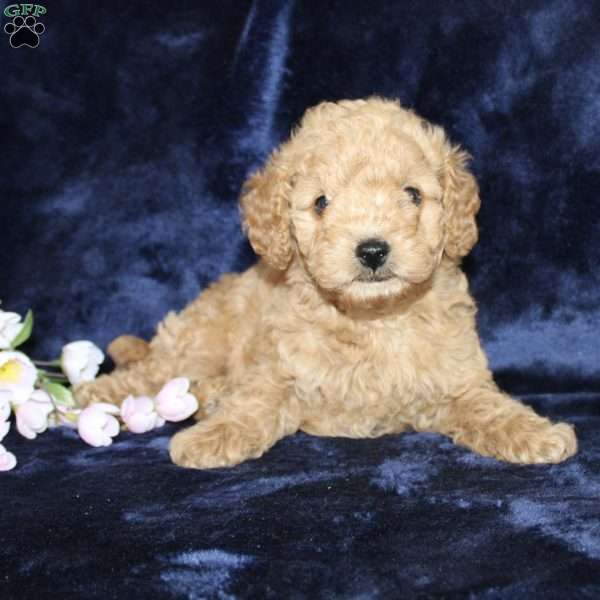 Margaret, Mini Goldendoodle Puppy