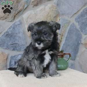 Jill, Miniature Schnauzer Puppy