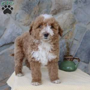 Jewel, Mini Aussiedoodle Puppy