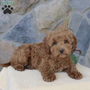 Janie, Mini Aussiedoodle Puppy
