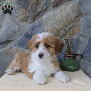 Josie, Mini Aussiedoodle Puppy