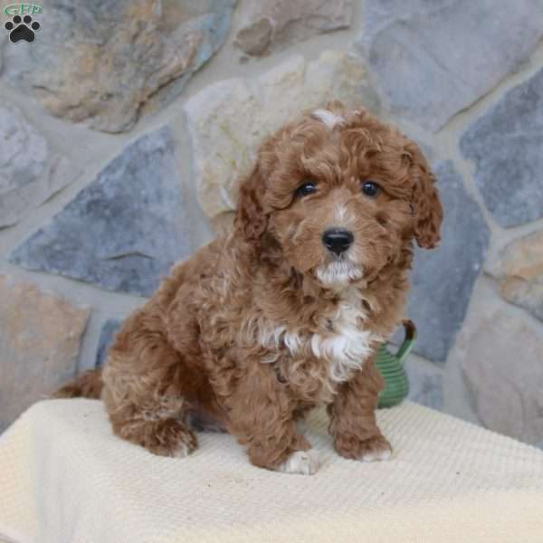 Jasper, Mini Aussiedoodle Puppy