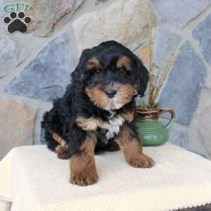 Joy, Mini Aussiedoodle Puppy