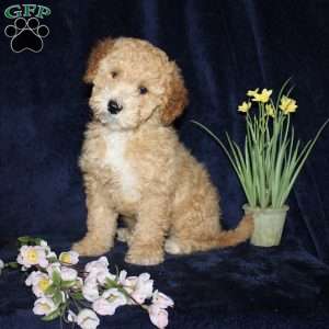 Daisy, Mini Goldendoodle Puppy