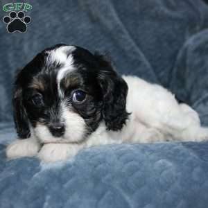 Abby, Cavapoo Puppy